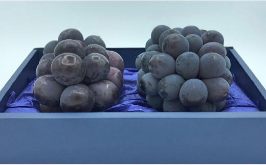 ぶどう 2026年 ニューピオーネ1房とオーロラブラック 1房500g 前後 産地直送 岡山県産 フルーツ 果物 たけまさぶどう園