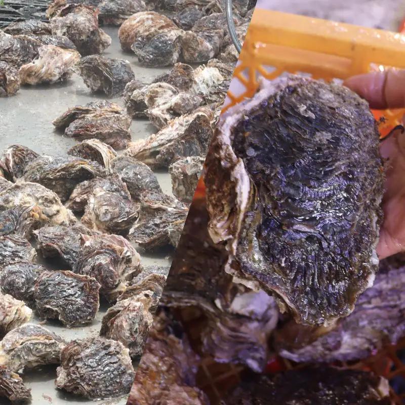 鹿島灘産 天然 岩牡蠣  約3㎏ 冷蔵 【9月下旬頃まで発送予定】