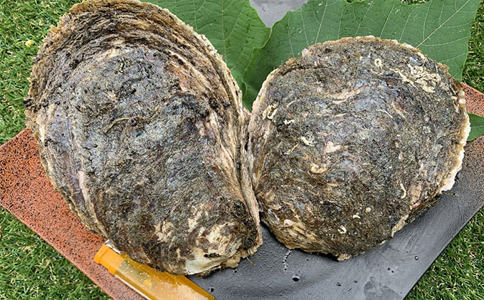 牡蠣 職人漁師が採る最高級天然 茂牡蠣 7月～8月採れ 1個1kg