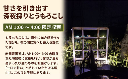 とうもろこし ピュアホワイト 6kg 茨城県産 トウモロコシ 深夜採り 当日便