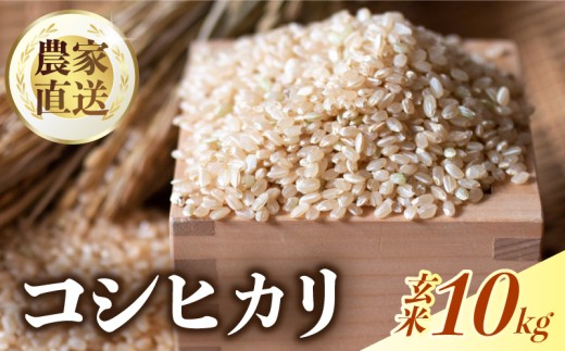 【玄米 10㎏】 【数量限定】 令和7年度 コシヒカリ 玄米 げんまい 10キロ 10㎏  順次発送 出荷開始 産地直送 農家直送 米 コメ お米 ご飯 おにぎり こめ 高知県 南国市