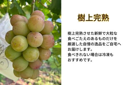 訳あり 悟紅玉  旧ゴルビー 2～3房 合計1.2kg以上 産地直送 朝採れ ぶどう 葡萄 岡山 Kawahara Green Farm　岡山県産 2025