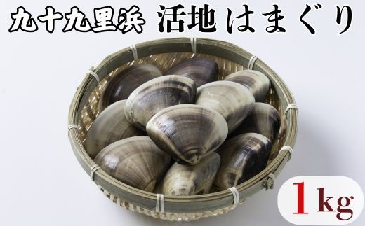 九十九里浜産 活地はまぐり 約1kg はまぐり 獲れたて 新鮮 貝 蛤 ハマグリ 千葉県 匝瑳市 九十九里浜