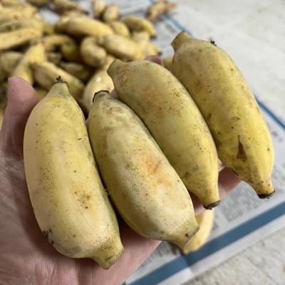 ふるさと納税 本部町 けんちゃんファームのもちもち食感!アップルバナナ 1.5kg〜2.0kg(1〜2房) |  | 01