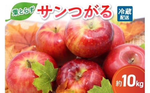 9月 りんご 10kg 葉とらず サンつがる 青森  【2025年 リンゴ 林檎 果物 】