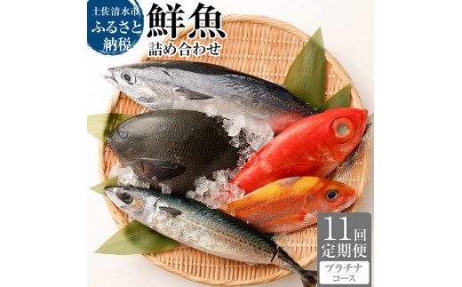 <11回定期便> 季節の鮮魚 おまかせお楽しみセット （プラチナコース）鮮魚 ボックス 詰め合わせ 天然魚 食べ比べ 魚介類 海鮮料理 魚 新鮮 刺し身 お楽しみ 定期便 11ヶ月 高知 【J00054】