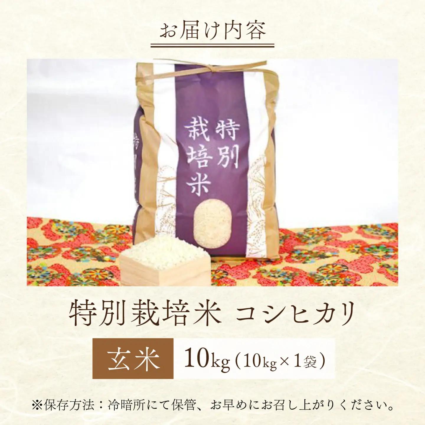 【 先行予約 】 令和8年産 特別栽培米 コシヒカリ 玄米 10kg 【2026年10月末より順次発送開始予定】米