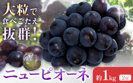 【2026年先行予約】ニューピオーネ 約1kg(2房) Kazu Farm《2026年8月下旬-9月下旬頃出荷》 岡山県 浅口市 岡山県産 ぶどう ピオーネ フルーツ 果物 くだもの 送料無料