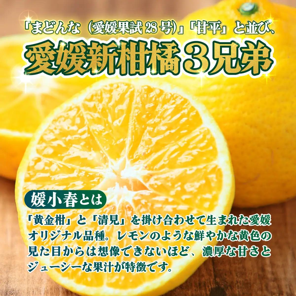 ＜【訳あり】愛媛県産 媛小春 約3kg＞『2027年2月上旬～3月下旬迄順次発送予定』わけあり 訳アリ 希少品種 ひめこはる 高級柑橘 みかん 蜜柑 果物 くだもの フルーツ ミカン 果汁 国産 特産
