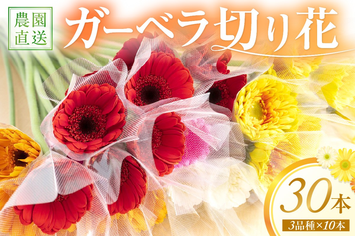 
                  御坊の花　農園直送　ガーベラ切り花30本
                
