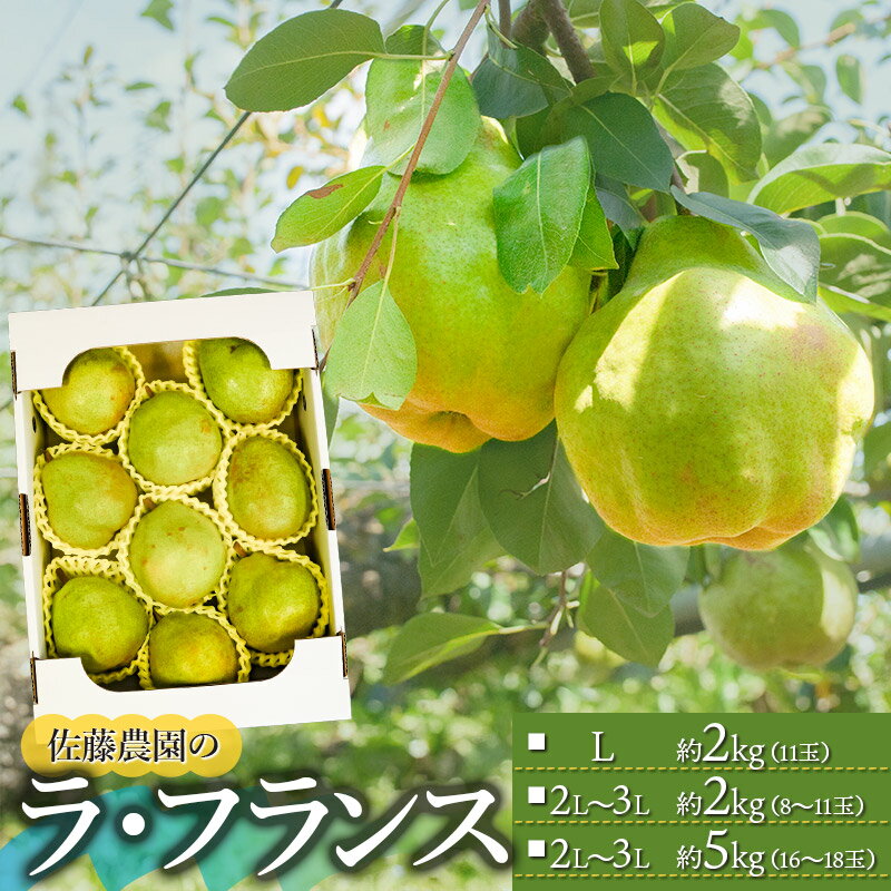 【ふるさと納税】【令和8年産先行予約】ラ・フランス 選べる容量［Lサイズ 約2kg（11玉）］［2L〜3Lサイズ 約2kg（8〜11玉）］［2L〜3Lサイズ 約5kg（16〜18玉）］　佐藤農園