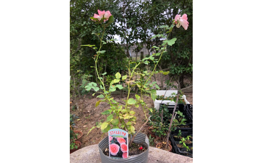 花 薔薇（ミニバラ苗木）：スマイルふくやま・1ポット 広島県福山市/小林商事 植物 お花 ポット苗 苗 薔薇 バラ 観葉植物 [BAEA004]