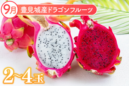 【2024年発送】沖縄フルーツ定期便（8・9・10月コース）