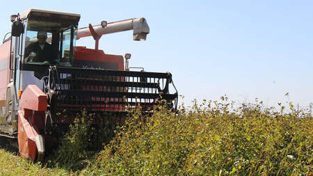 《 ご自宅用 / 簡易包装 》＜８月配送＞八割乾麺セット 茨城県産【常陸秋そば】石臼挽きそば粉使用　200g×8パック入　(おおよそ16人分）  [BE042sa]