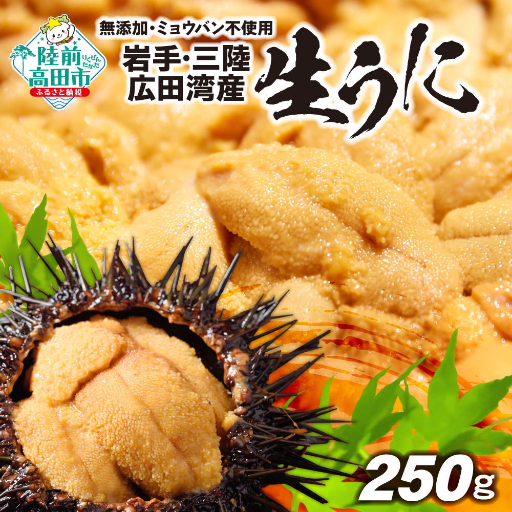 【先行予約】無添加 生うに250g(塩水パック) 獲れたて直送！広田湾 ミョウバン不使用 ※期日指定不可※【 うに ウニ ムラサキウニ 岩手県 三陸産 天然 濃厚 新鮮 丼 】2025年5月頃～発送予定