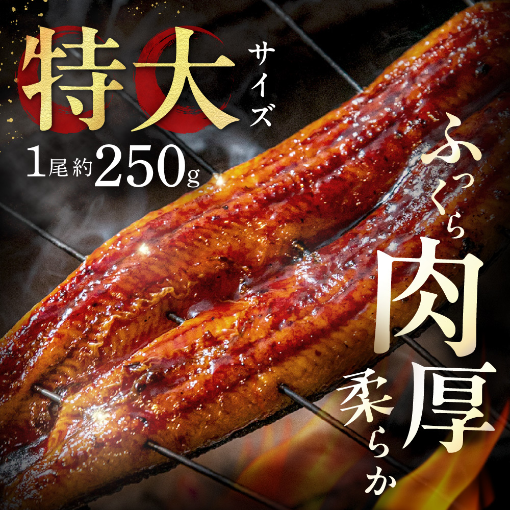 数量限定！地域応援企画！うなぎ蒲焼き4尾セット【魚住商店】_HA1494 特上 鰻 ウナギ 人気 特大 炭火 うなぎの蒲焼 丑の日 土用 真空 福岡県宗像市 宗像市 福岡 宗像