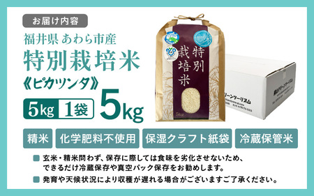 【先行予約】【令和7年産】化学肥料不使用 特別栽培米 ピカツンタ 精米 5kg / 白米 米 福井県あわら市産 美味しい 特別栽培米 減農薬 安心な米 旨味 甘み もっちり 冷蔵保管米 ※2025年9