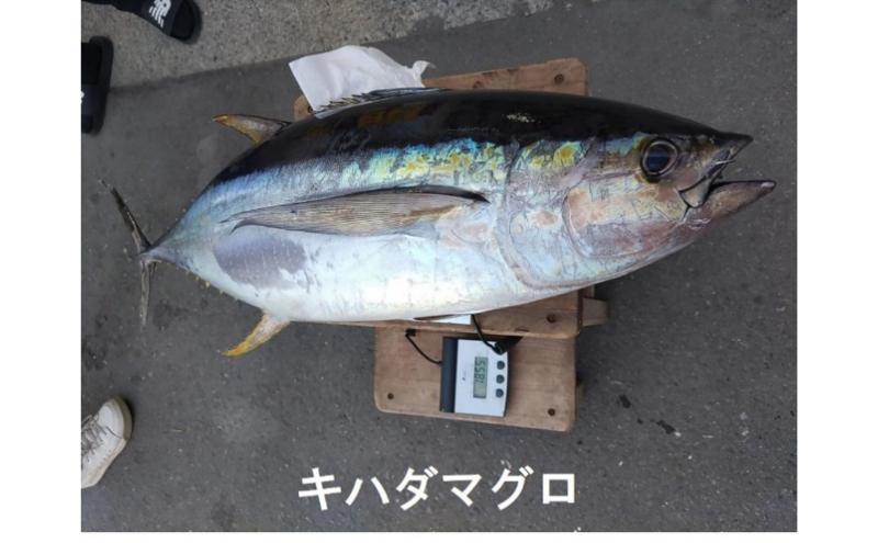 茅ヶ崎・釣り船　まごうの丸乗船券30,000円分　チケット 乗船券 乗船チケット 釣り フィッシング 釣船 乗合船 相模湾 ライト五目 タイ五目 シロギス カツオ キハダマグロ ヤリイカ