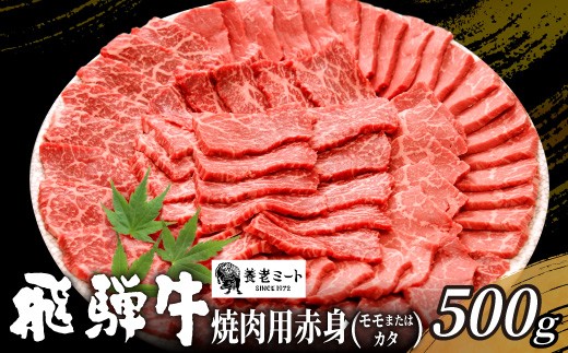 【11月発送】 贅沢！ 飛騨牛 モモまたはカタ 焼肉用 500g 2～3人前 牛肉 和牛 肉 焼肉 BBQ 霜降り カルビ 赤身 モモ カタ 東白川村 岐阜 養老ミート