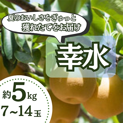 
                  ＜5kg＞栃木県小山市産　幸水 梨【1617300】
                