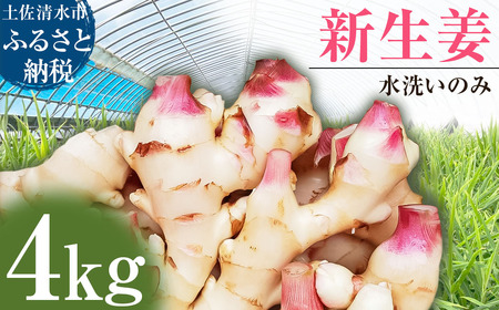 【先行受付】新生姜 4kg 水洗いのみ 生姜 生姜湯 ジンジャー しょうが ショウガ 4キロ 野菜 旬 季節限定 佃煮 甘酢漬け ジンジャーエール サラダ 新鮮 温まる 温活 冷え対策 国産 高知県 土佐清水市 高知【R01554】