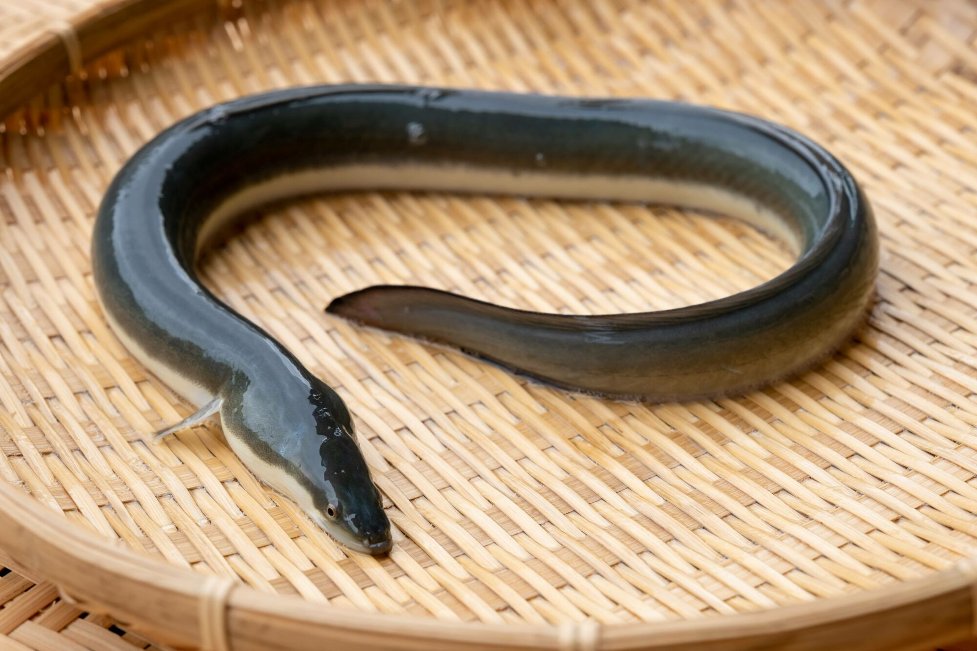 国産鰻 鰻 白焼き うなぎ 鰻 ウナギ ギフト 国産うなぎ 三尾