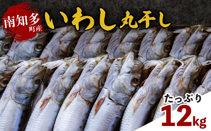 
                  いわし丸干し 約12kg(2kg×6) 愛知県 南知多町 師崎産 中光商店 冷凍 大容量 干物 イワシ 魚貝類 魚介 海の幸 お魚 海鮮 夕食 晩ごはん 夕ご飯 おかず 惣菜 お手軽 簡単 簡易包装 訳あり 規格外 使い勝手抜群 愛知 南知多 ふるさと納税 
                