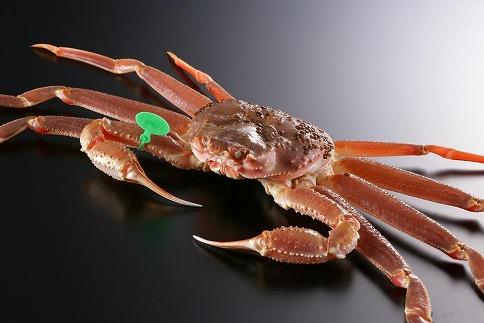 かに卸し問屋がお届け・浜競り厳選！幻の活間人ガニ 700ｇ～800ｇ 中大サイズ（1月～3月発送）／北畿水産 HK00228