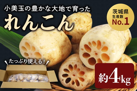 縁起物野菜「れんこん」 約4kg