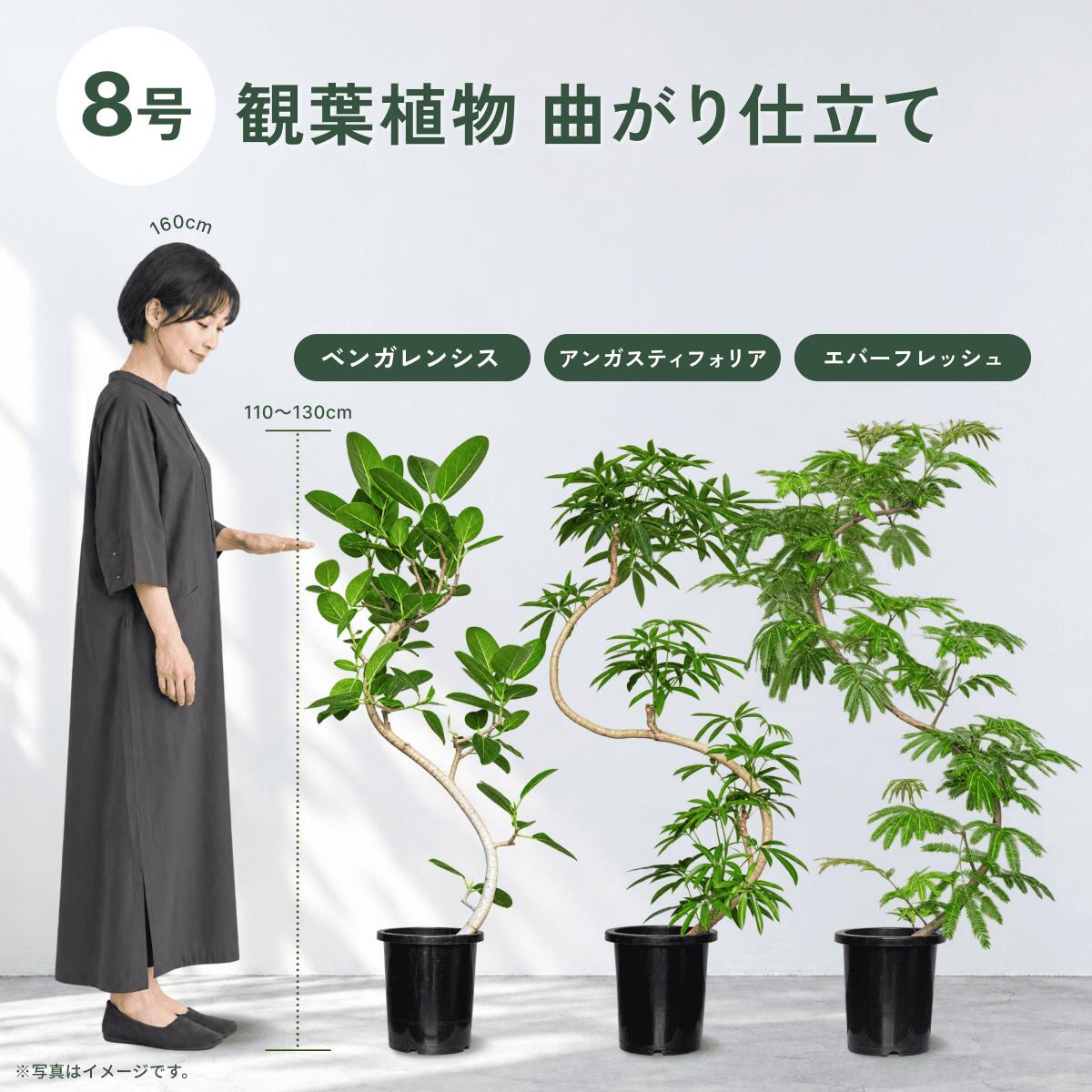 【ふるさと納税】プロが選ぶ観葉植物 曲がり仕立て 8号 おまかせ 3種 高さ110〜130cm 1鉢 | フィカス 観葉植物 貴宝園 埼玉県白岡市 大型観葉植物 室内インテリア おしゃれ 曲り樹形 アンガスティフォリア エバーフレッシュ ベンガレンシス 大鉢 鉢植え 国産 生産者直送