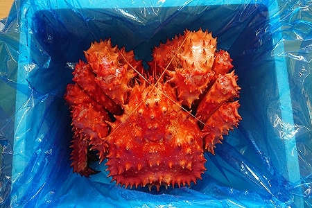 【北海道根室産】浜ゆで花咲がに1.4kg前後×1尾 C-21001