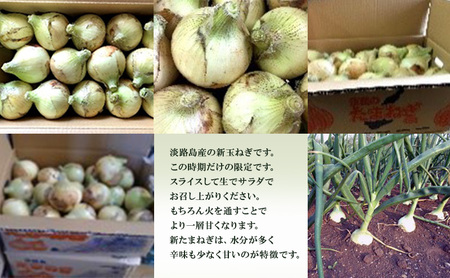 淡路島産 新たまねぎ4kg 新玉ねぎ タマネギ 甘い 兵庫県 洲本市 淡路島