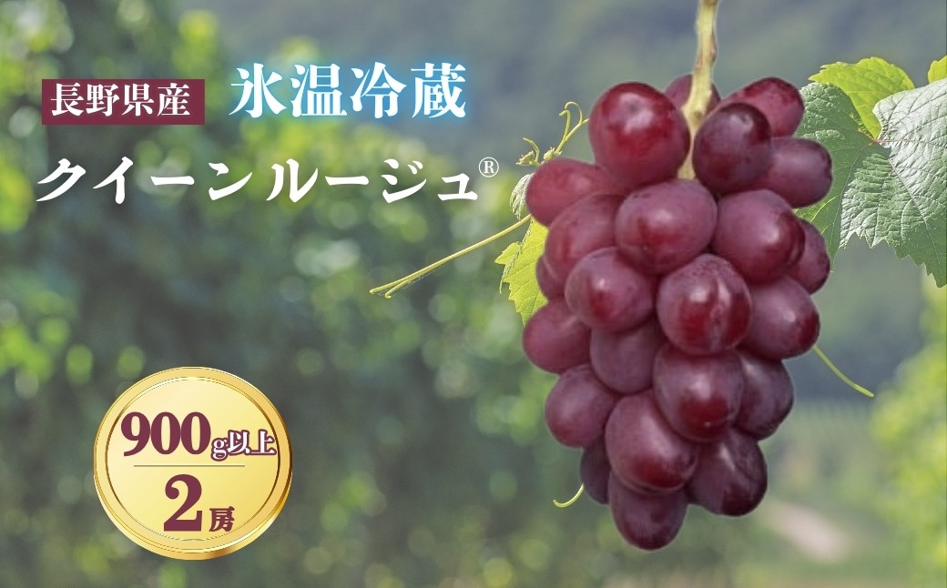 
                  【2026年先行予約】氷温保存クイーンルージュ® 900g以上（2房）｜ぶどう 大粒 赤ぶどう 種無し 皮ごと 信州 長野県 千曲市
                
