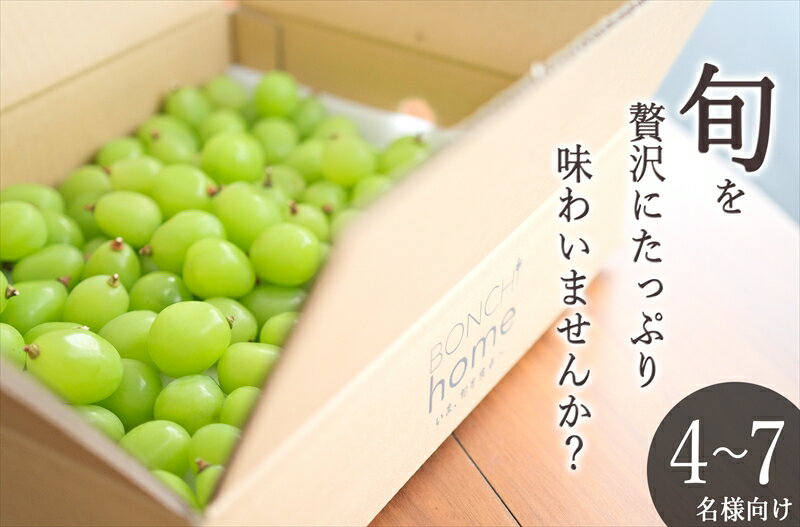 【ふるさと納税】 5-137 ＜先行予約2024年＞南アルプス市産 たっぷり粒詰めシャインマスカット約2kg ふるさと納税 おすすめ 山梨県 南アルプス市 送料無料 ALPAL010