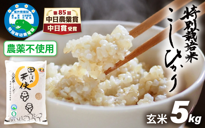 【中日賞受賞】【令和7年産】農薬不使用 特別栽培米コシヒカリ5kg【玄米】福井県認証区分1取得「田んぼの天使」越前町【5キロ お米 コメ 農薬化学肥料不使用 送料無料】 [e10-b007]