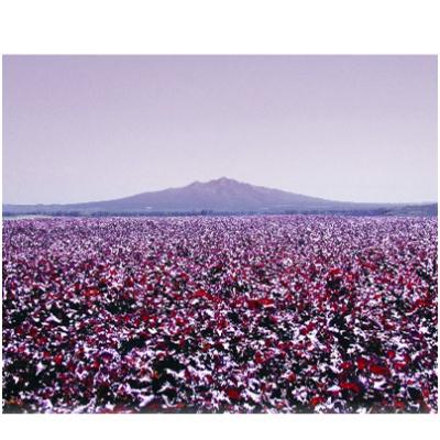 ふるさと納税 斜里町 加糖しそジュース300ml 12本セット 紫蘇飲料 希釈用 北海道斜里町産 しそ使用 |  | 01