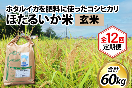 ほたるいか米　コシヒカリ 玄米５kg ×12回 計60kg 12ヶ月定期便 米定期便 [H-021001]