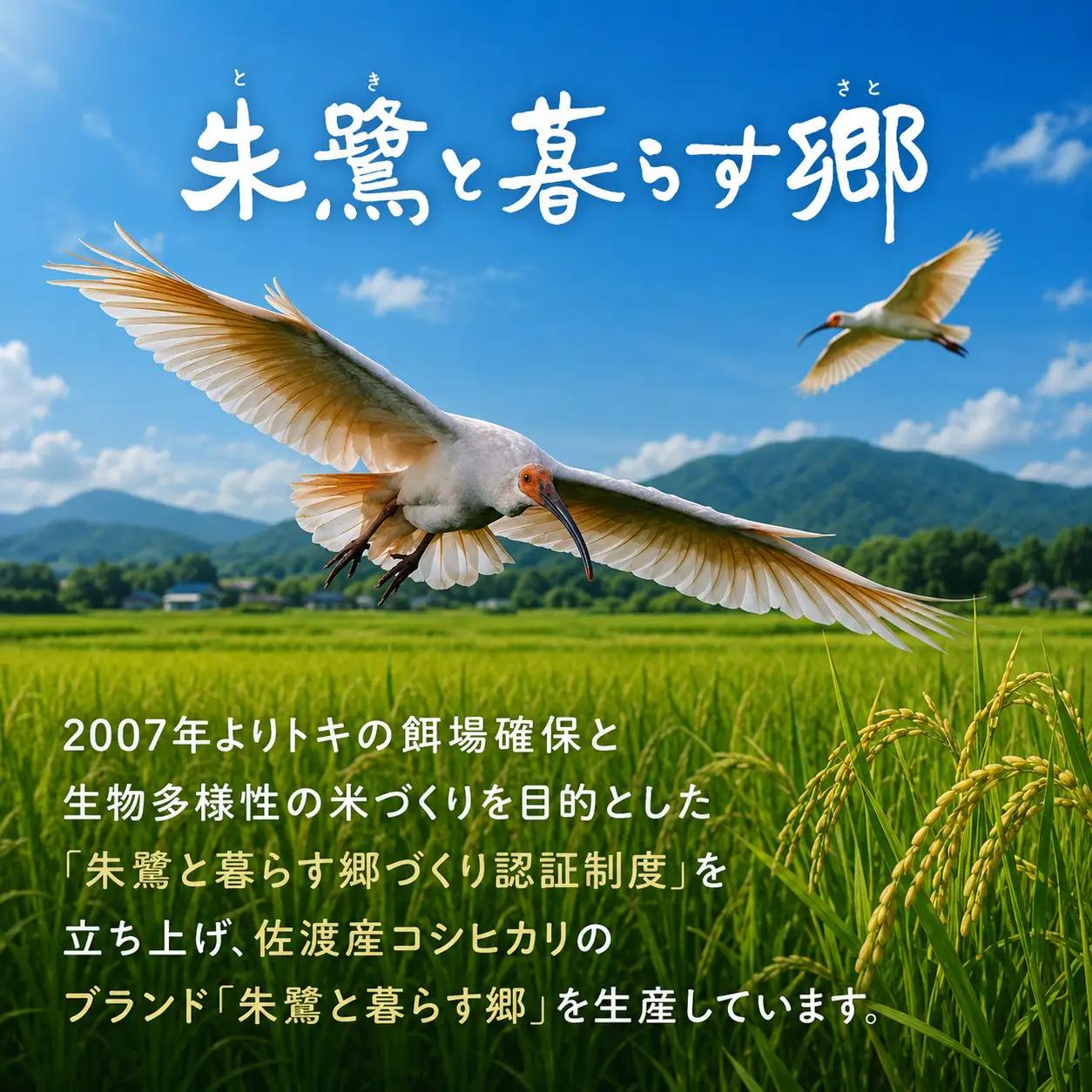パックごはん 佐渡産コシヒカリ 朱鷺と暮らす郷 レンジアップごはん 150g×20個