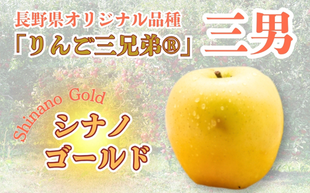 【2025年先行予約】りんご シナノゴールド 約5kg りんご三兄弟 三男｜ りんご