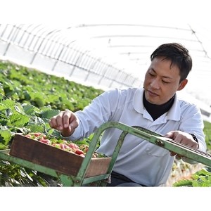 奈良で生まれた艶やかないちご　古都華　2パック_果物・フルーツ いちご  イチゴ 苺_【配送不可地域：離島】【1072515】