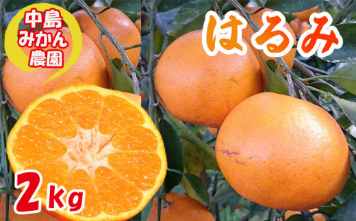 【2027年3月中旬頃から順次発送】 はるみ 小玉 2kg｜ 先行予約 蜜柑 みかん 小粒 わけあり 訳あり 甘い 柑橘 愛媛 糖度 数量 限定 愛媛 松山