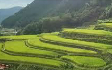 【新米先行予約】【3回定期便】菊鹿の米 ヒノヒカリ 5kg【有限会社 あそしな米穀】[ZBI021]