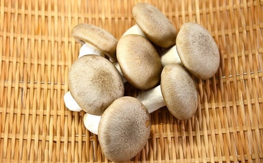 特徴ある形状は、七福神のひとり「大黒様」のお腹に見立てて「大黒本しめじ」と名付けられました。