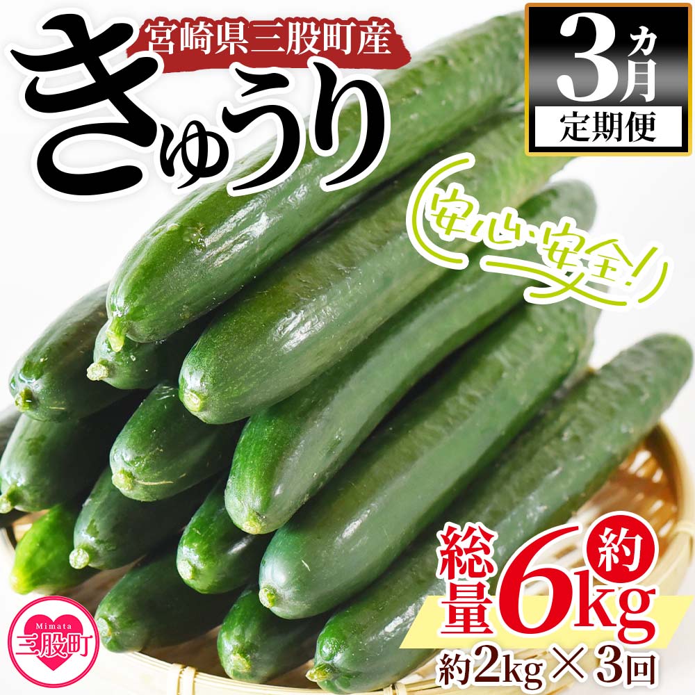 ＜【3ヵ月定期便】【期間限定】宮崎県産きゅうり(約2kg)×3回＞(総量約6kg・約2kg(3本入り×5袋)×3回)パリッと甘い魔法のキュウリ「マジキュー」漬物や天ぷらに！【MI201-yt】【ゆたか農園】