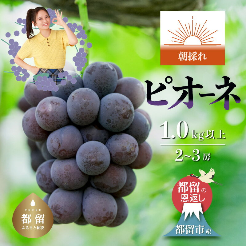 【ふるさと納税】【2026年 先行予約】日本一の産地 山梨県産 朝採れ ピオーネ 2〜3房（約1.0kg以上） 順次発送 葡萄 ぶどう 黒ぶどう果物 朝採り 産地直送 新鮮 やまなし 山梨 送料無料 黒ぶどう