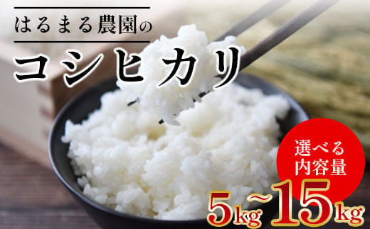 
            【令和6年産】京都丹波福知山産 はるまる農園のコシヒカリ 【5kg・10kg・15kg】9月中発送可 ふるさと納税 精米 米 こめ ご飯 ごはん 白米 コシヒカリ こしひかり 特別栽培米 FCCN009
          