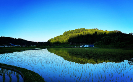 米 令和6年産　信州芋井産あきたこまち精米10kg（5kg×2）お米 ごはん コメ 白米 精米 お取り寄せ 信州 長野