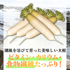 【先行予約】 大根 8～10本 大根 大根 大根 大根 大根 小野商店