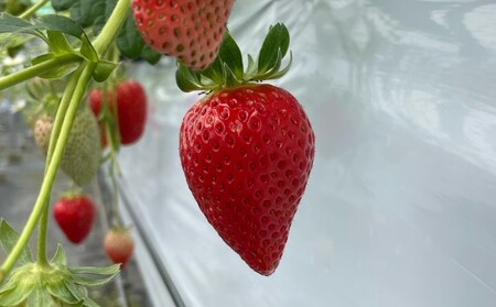 いちご かおりの苺 280g×2パック 早期受付 配送不可 北海道 東北 果物類 フルーツ おやつ デザート 食後 上品な香り 酸味が少ない 産地直送 国産 