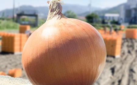 大地の恵み！淡路島の完熟玉ねぎ【シャーロットオニオン　輝玉（キラ玉）】10kg【6月中旬から配送】